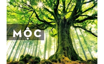 Mệnh mộc hợp số điện thoại nào? Giải đáp phong thủy
